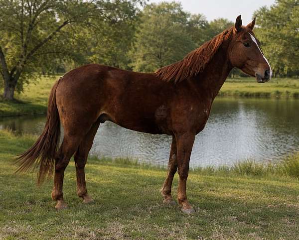 hazing-quarter-horse