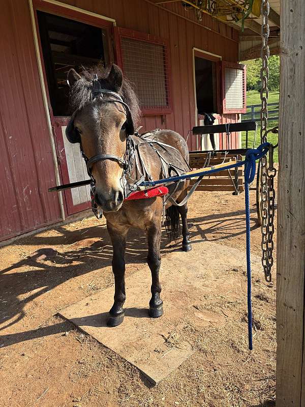 11-hand-crossbred-pony