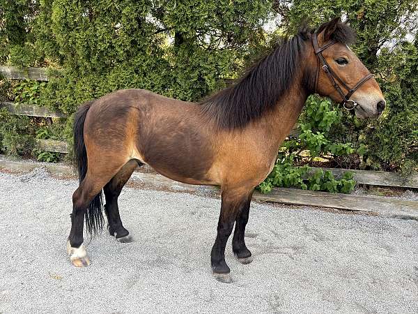driving-pony-club