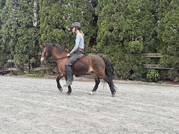 driving-pony-club-gelding