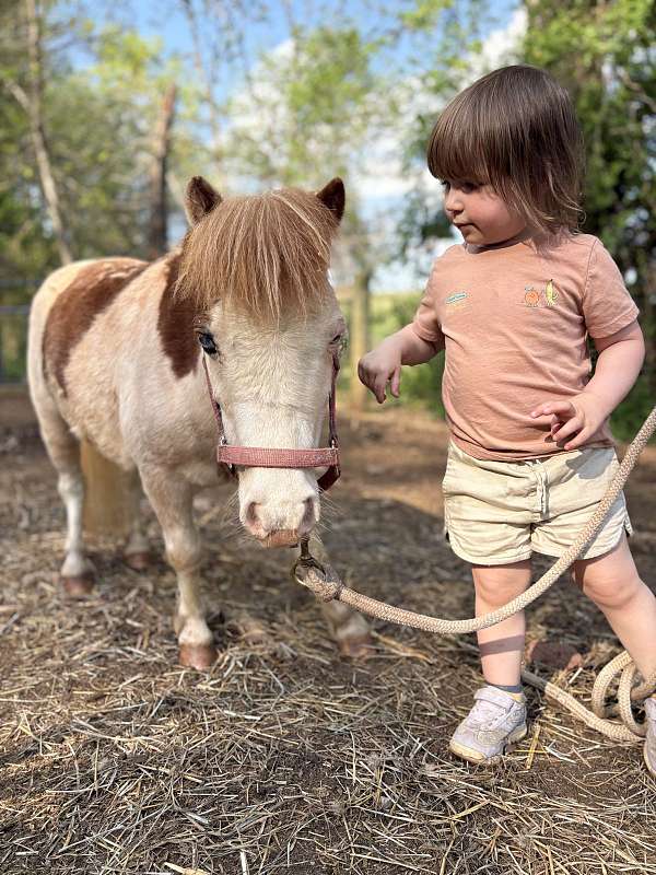 beginner-miniature-horse