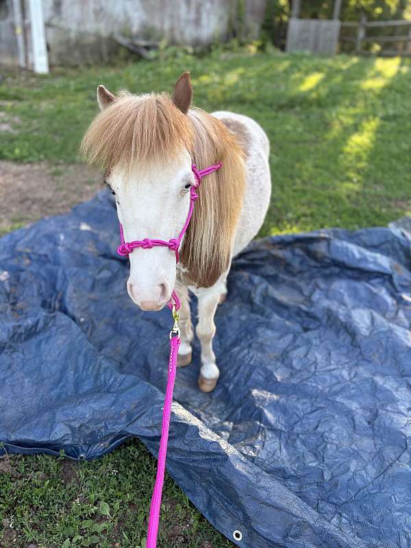 driving-miniature-horse
