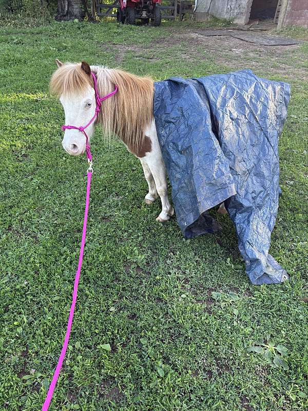 companion-miniature-horse
