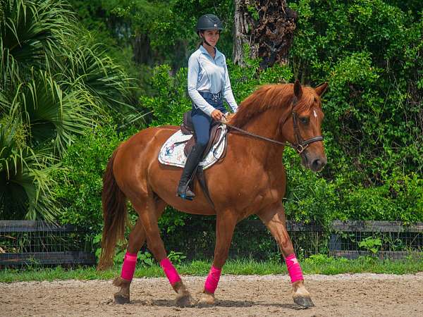 dream-horse-gelding