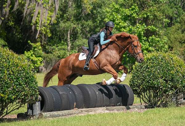 family-draft-horse