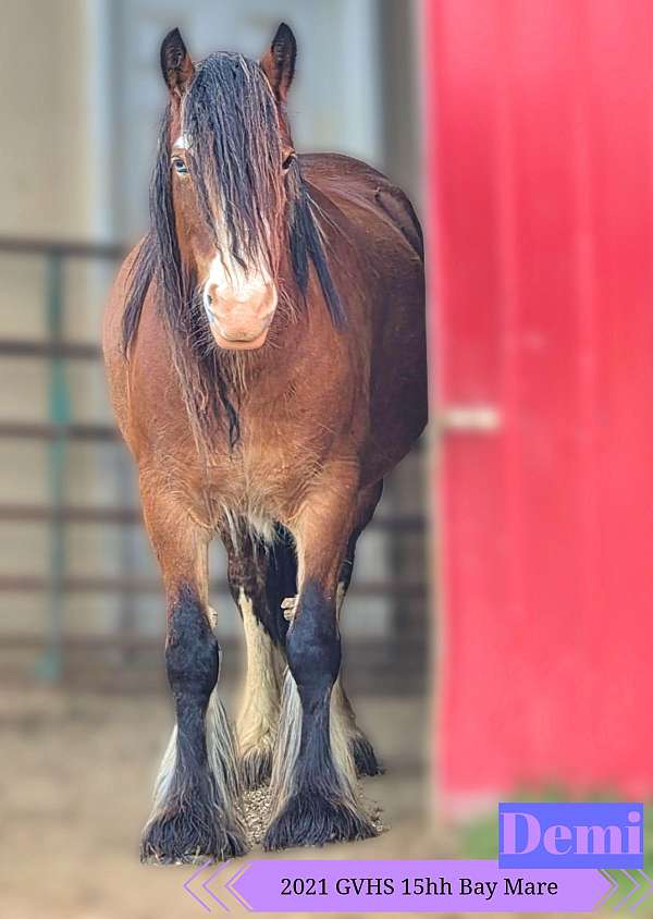 bay-roan-gypsy-vanner-broodmare