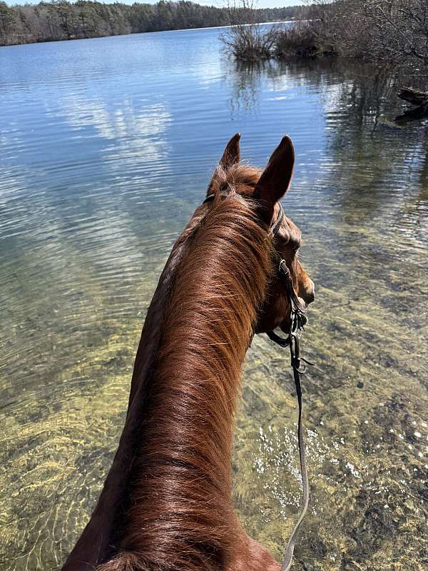 riding-prospect-paint-horse