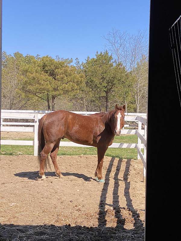 riding-prospect-gelding