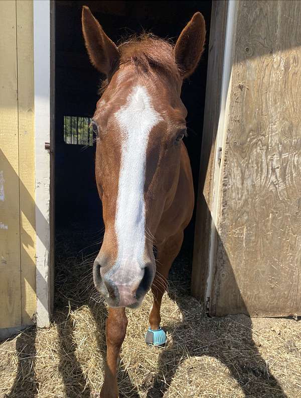 all-paint-horse