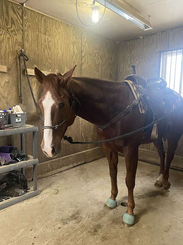arena-paint-horse