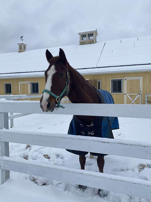 confident-paint-horse