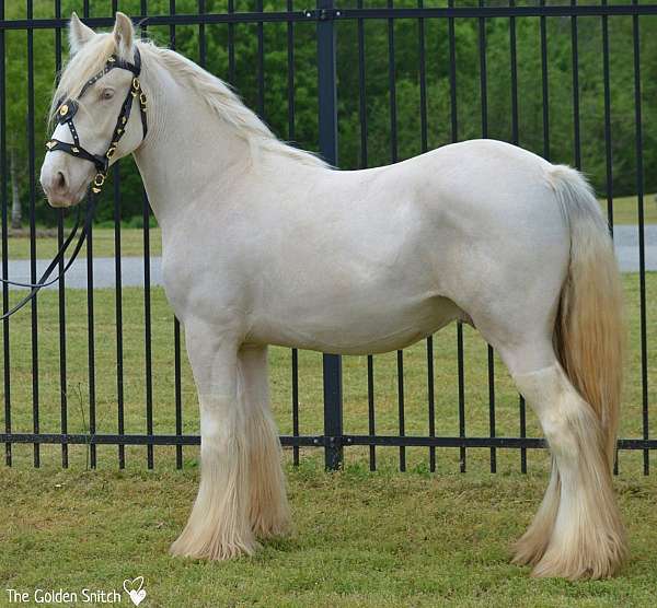 bay-gypsy-vanner-palomino-foal