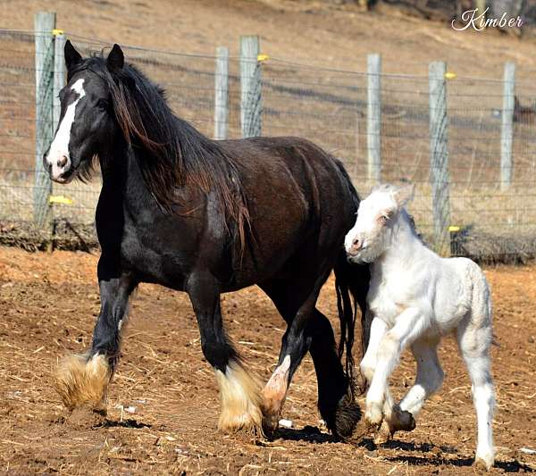bay-gypsy-vanner-palomino-broodmare