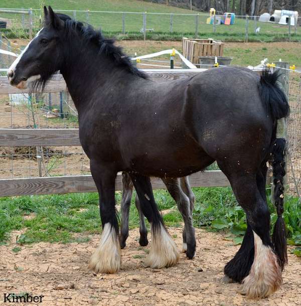 bay-gypsy-vanner-palomino-yearling