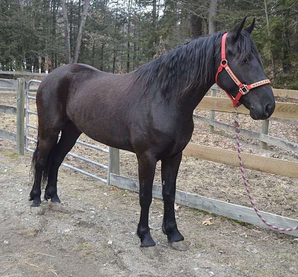16h-friesian-horse