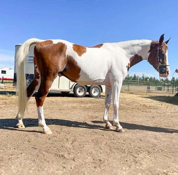 pinto-arabian-pony