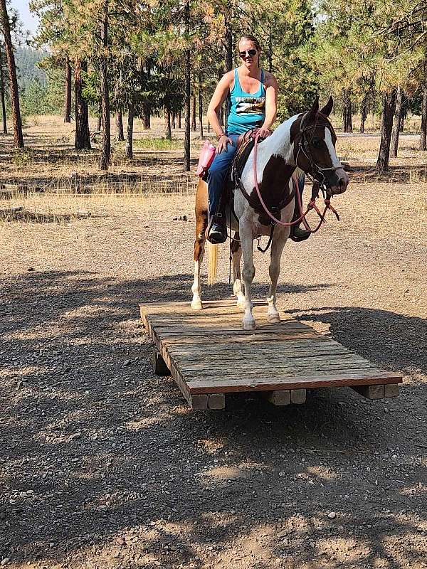 arabian-pony-for-sale