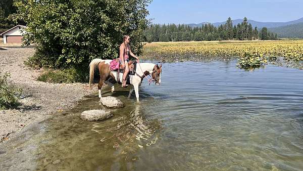 gelding