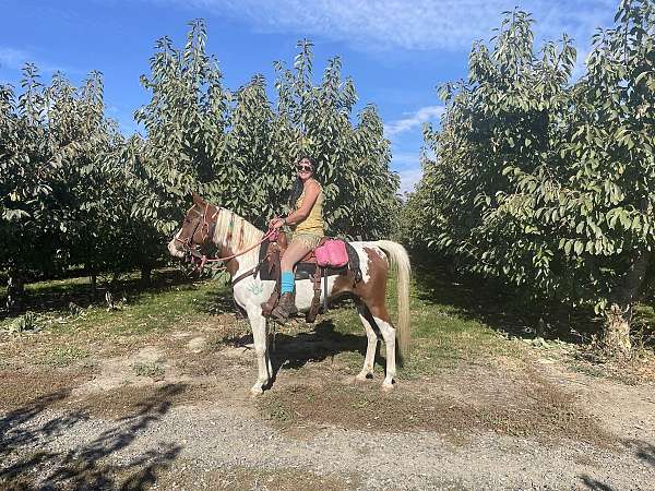 arabian-pony