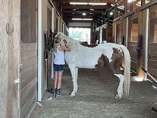 athletic-arabian-pony