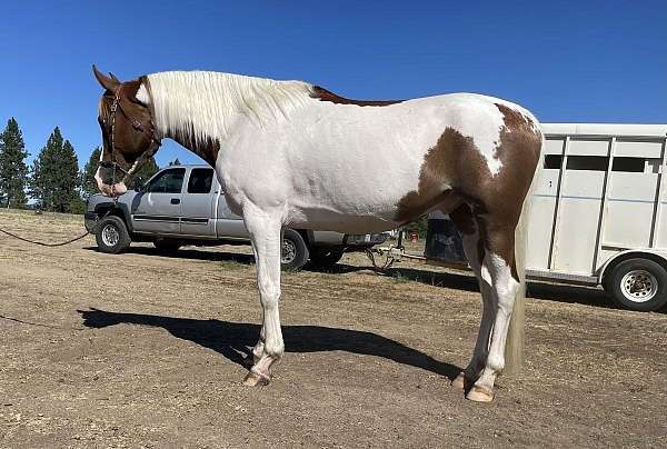 arabian-gelding