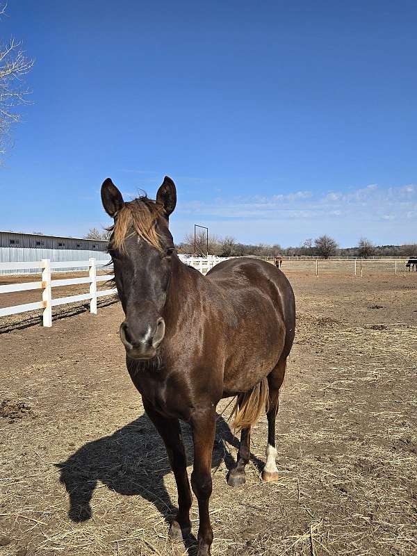 small-star-snip-sick-on-right-hand-leg-horse