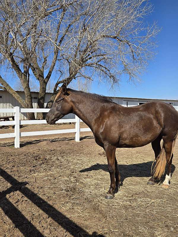chocolate-small-star-snip-sick-on-right-hand-leg-horse