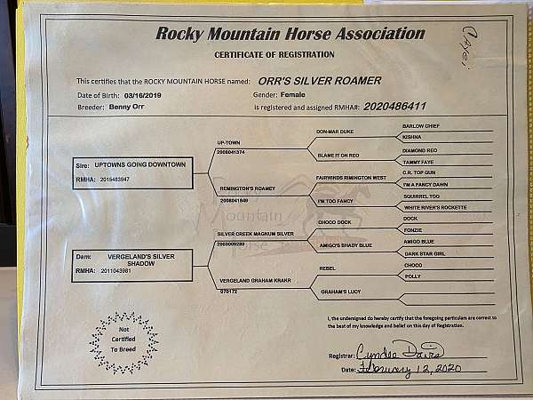 easy-loader-rocky-mountain-horse