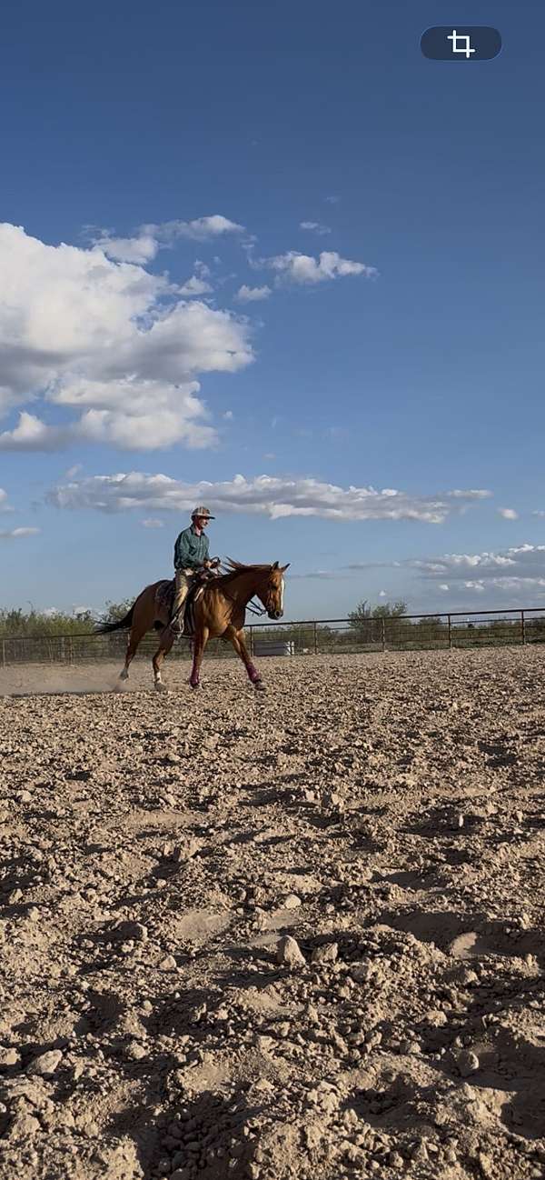 dun-zebra-striping-horse