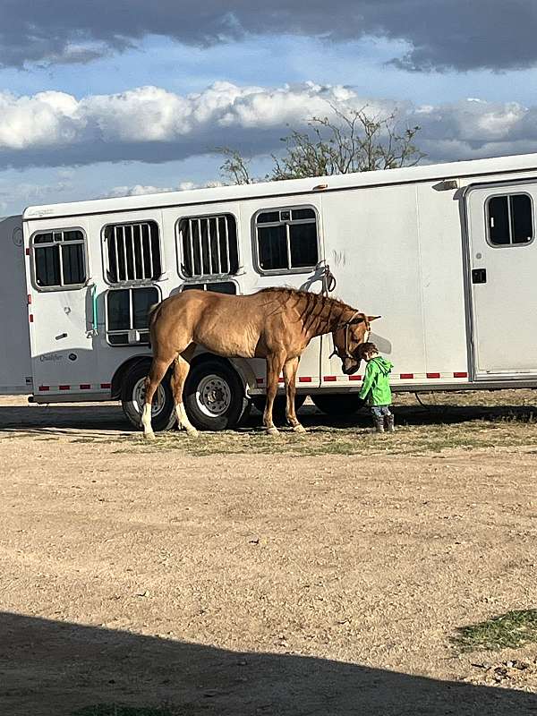 zebra-striping-horse