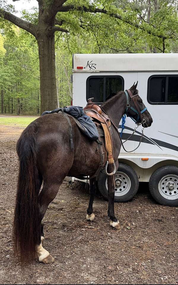 tennessee-walking-horse-for-sale