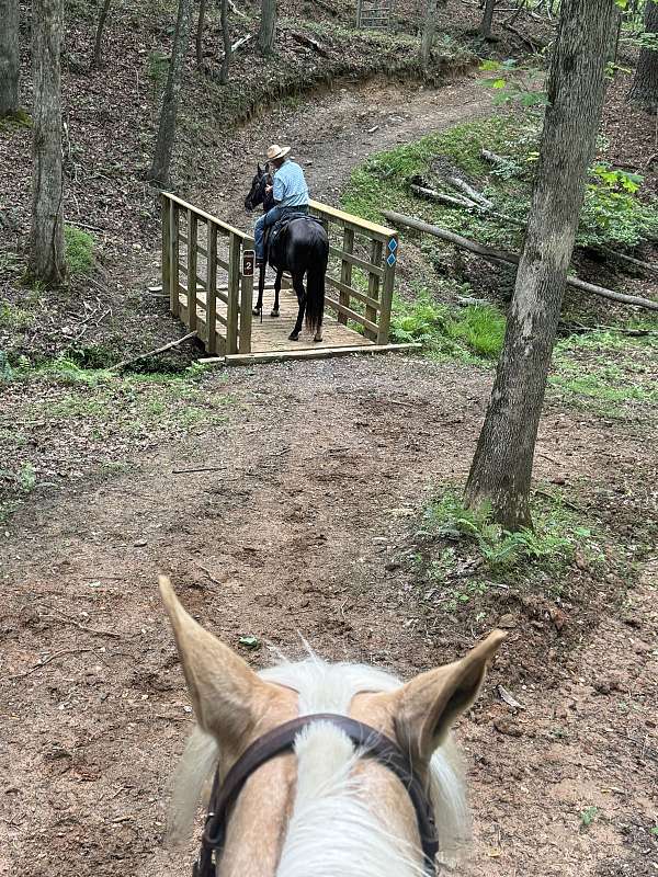 tennessee-walking-horse