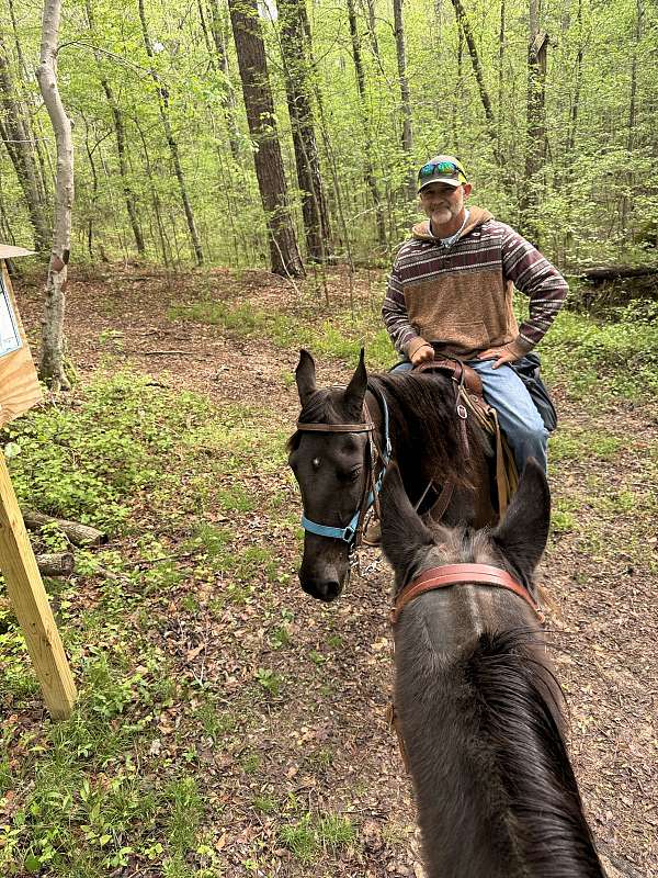 tennessee-walking-mare