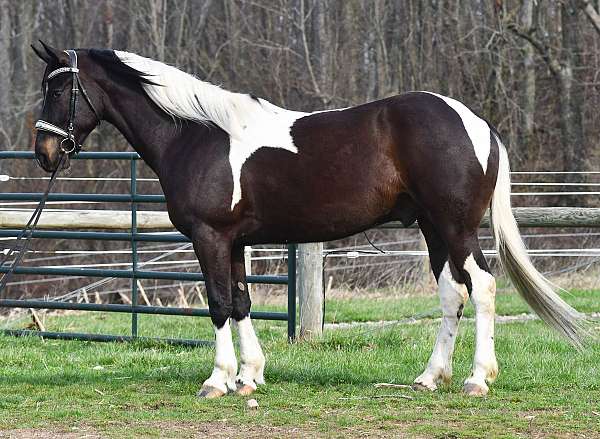 beginner-friesian-horse