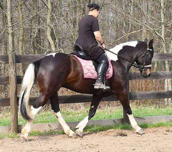 dressage-friesian-horse