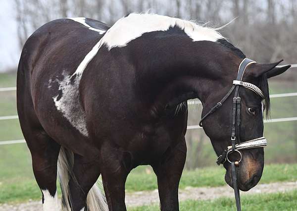 eventing-friesian-horse
