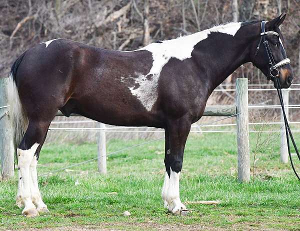 experienced-friesian-horse