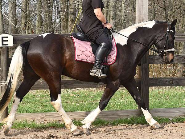 field-hunter-friesian-horse