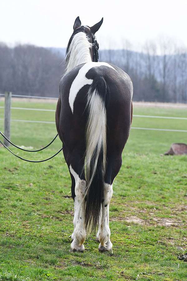 husband-safe-friesian-horse