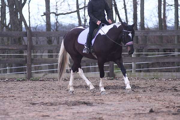 jumper-friesian-horse