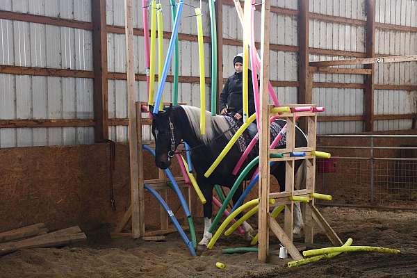 lesson-friesian-horse