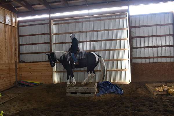 ridden-western-friesian-horse