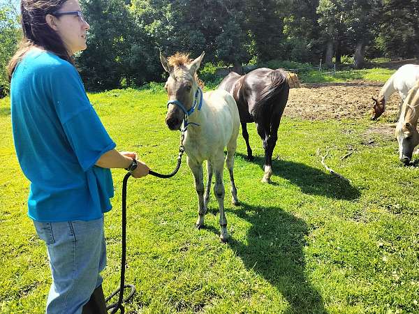 back-pastern-ahite-horse
