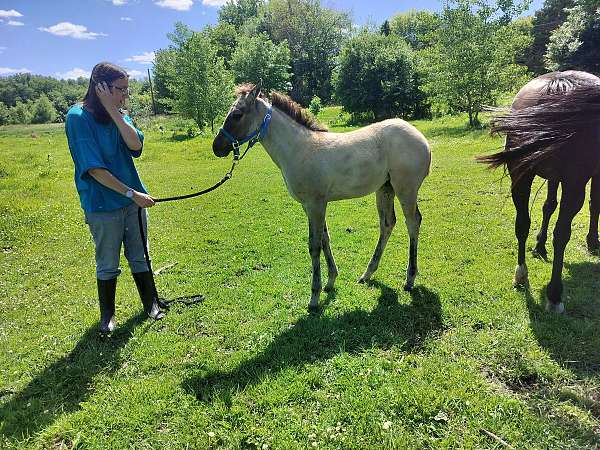grulla-back-pastern-ahite-horse