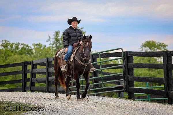 bay-roan-morgan-gelding
