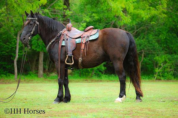 bay-roan-morgan