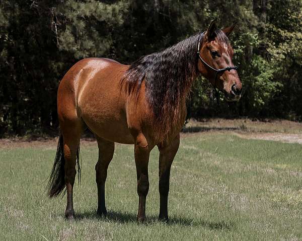 all-around-quarter-horse