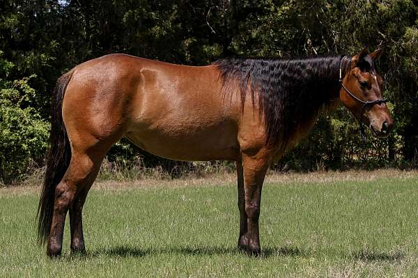 playday-quarter-horse