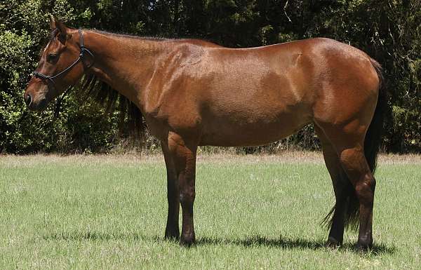 ranch-quarter-horse