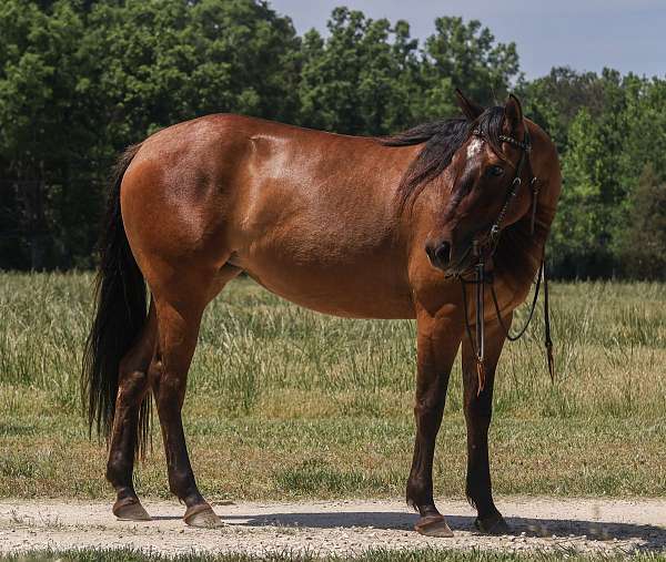 ranch-versatility-quarter-horse